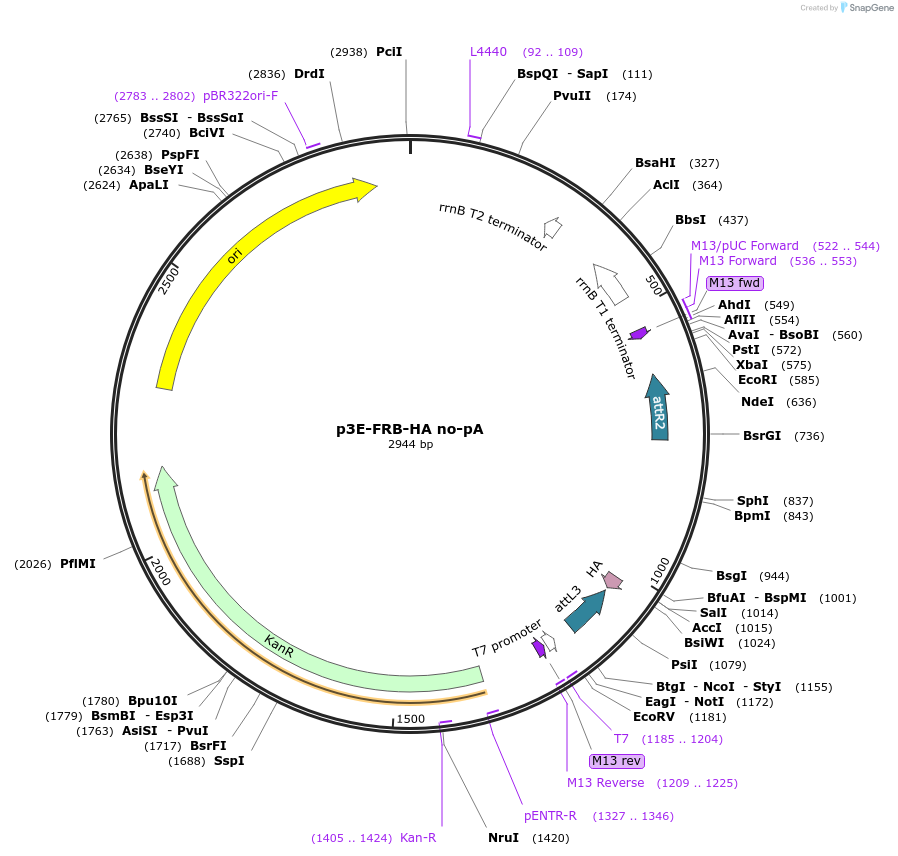 82594-plasmid-map-sequence-id-157098