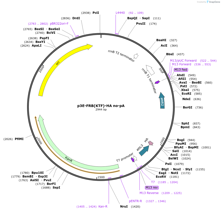 82596-plasmid-map-sequence-id-157104