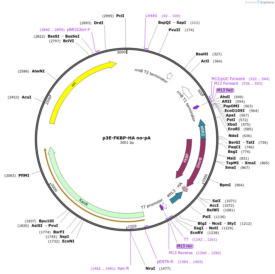 82598-plasmid-map-sequence-id-157108