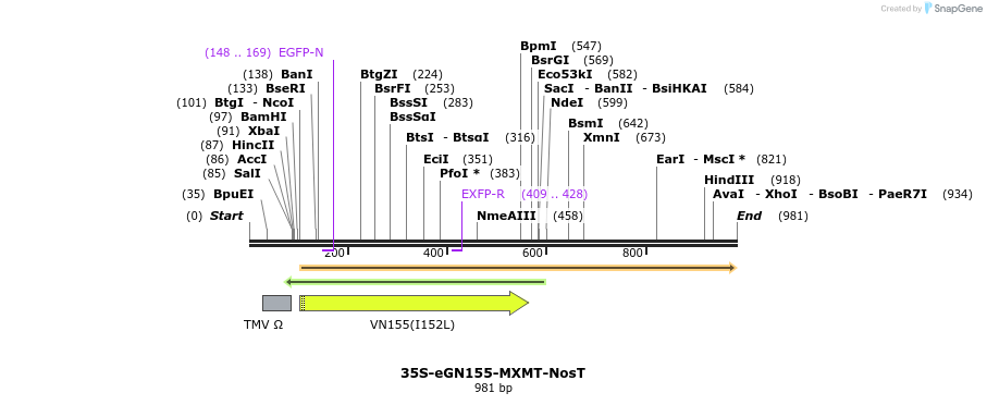 157138_map
