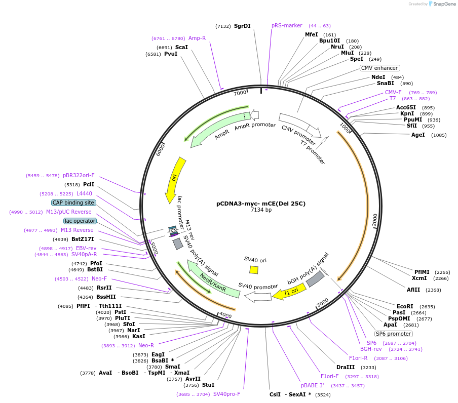 82472-plasmid-map-sequence-id-157157