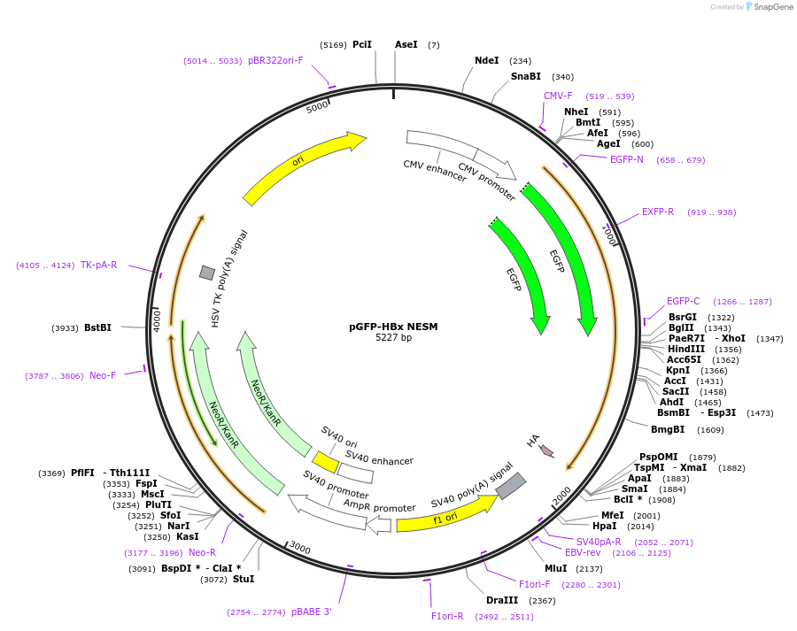 24932-plasmid-map-sequence-id-157161