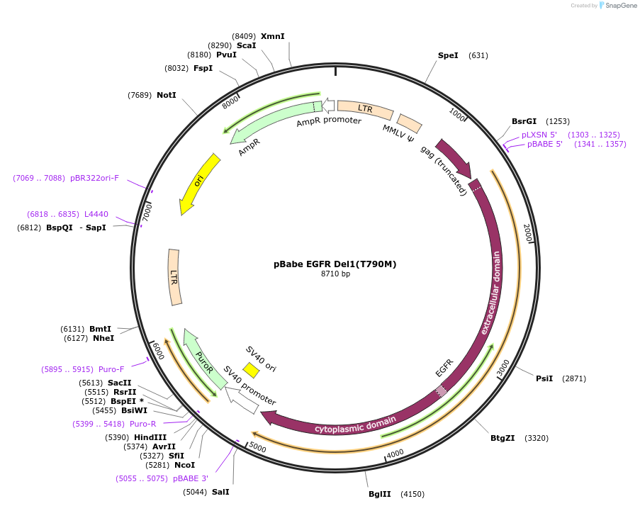 32072-plasmid-map-sequence-id-157173