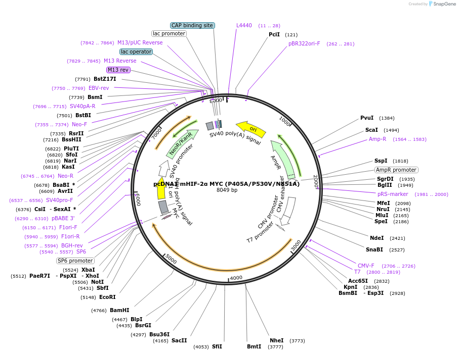 44027-plasmid-map-sequence-id-157178