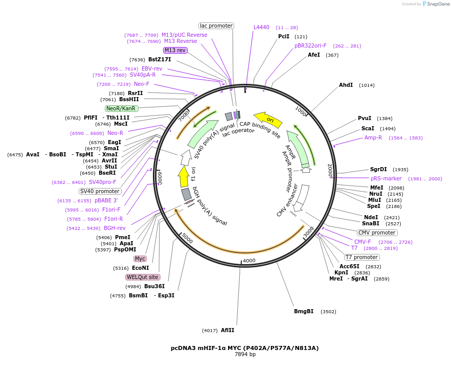 44028-plasmid-map-sequence-id-157179