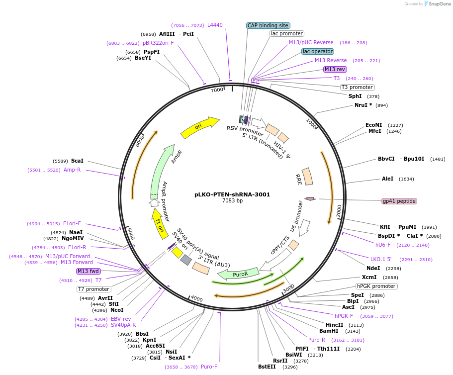 25639-plasmid-map-sequence-id-157181