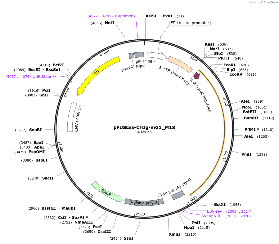 82357-plasmid-map-sequence-id-157227