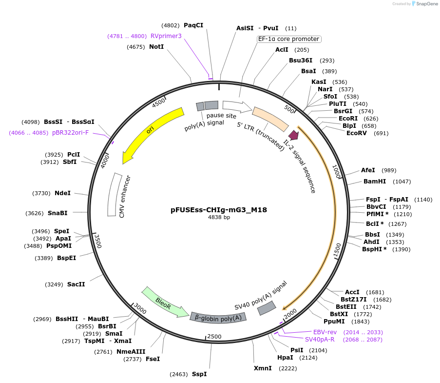 82356-plasmid-map-sequence-id-157228