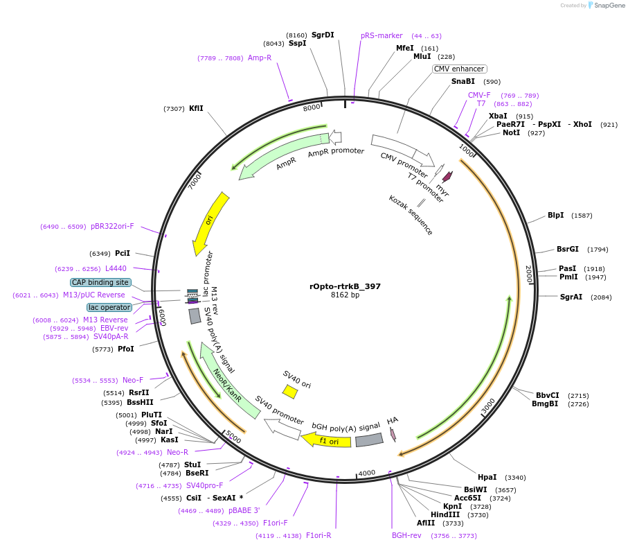 82681-plasmid-map-sequence-id-157229