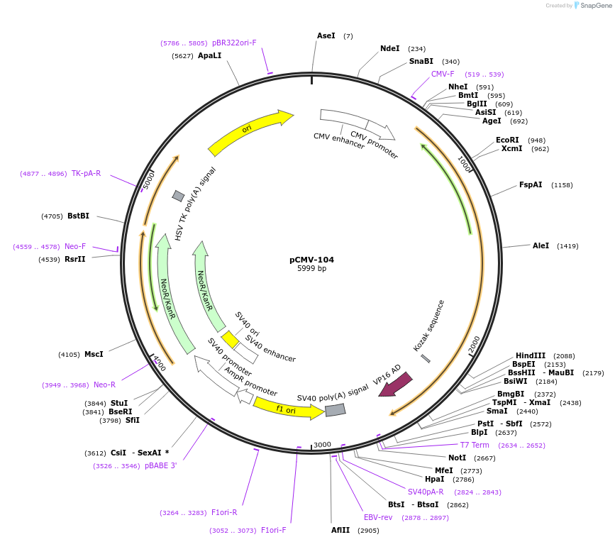 79842-plasmid-map-sequence-id-157276