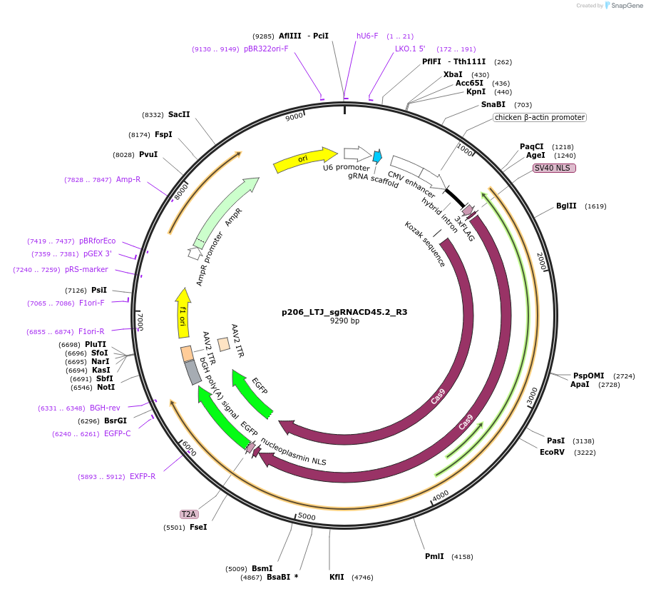82674-plasmid-map-sequence-id-157278