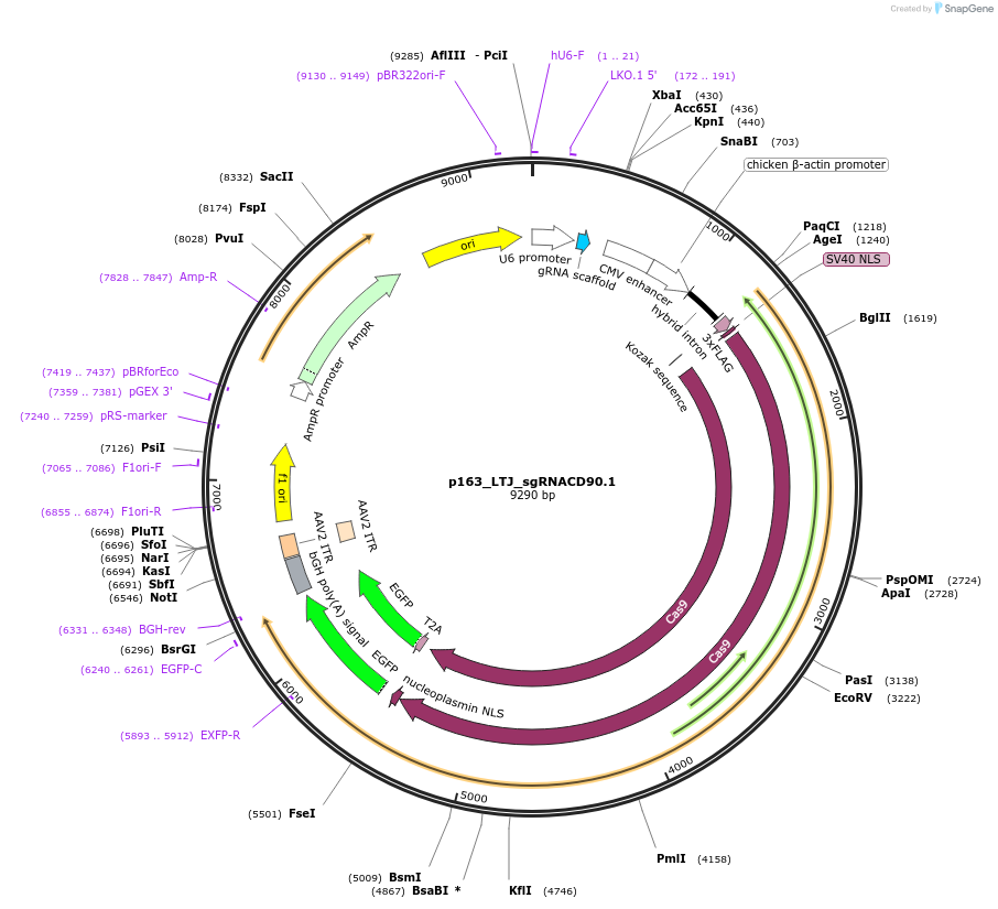 82677-plasmid-map-sequence-id-157284