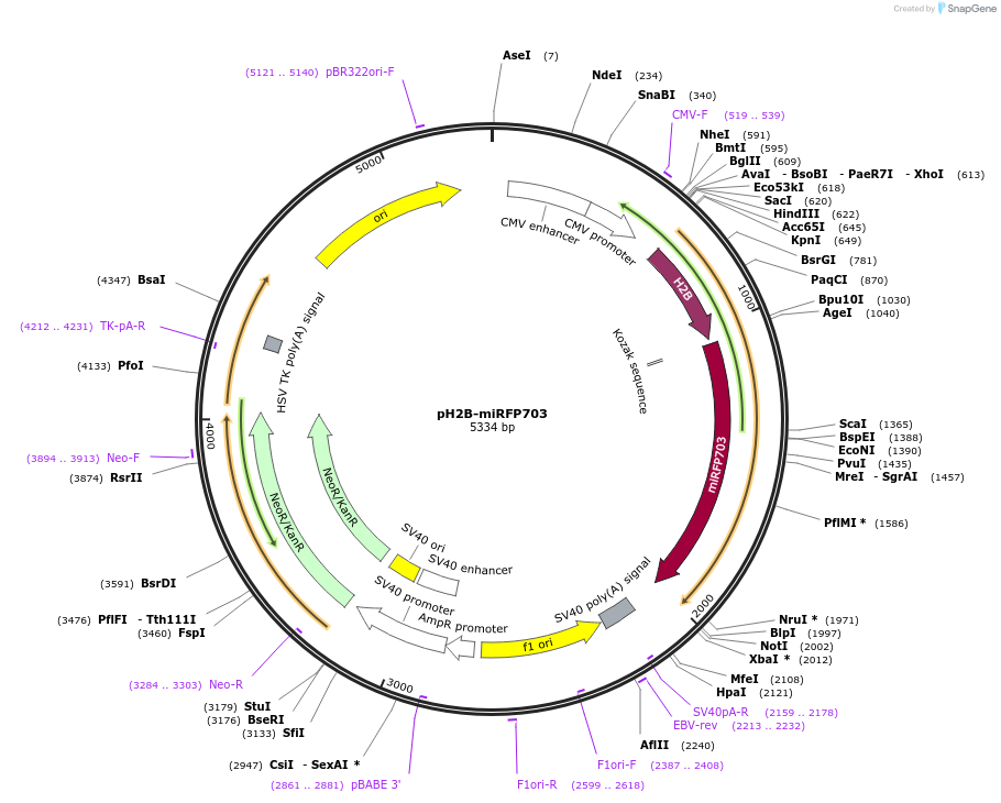 80001-plasmid-map-sequence-id-157294