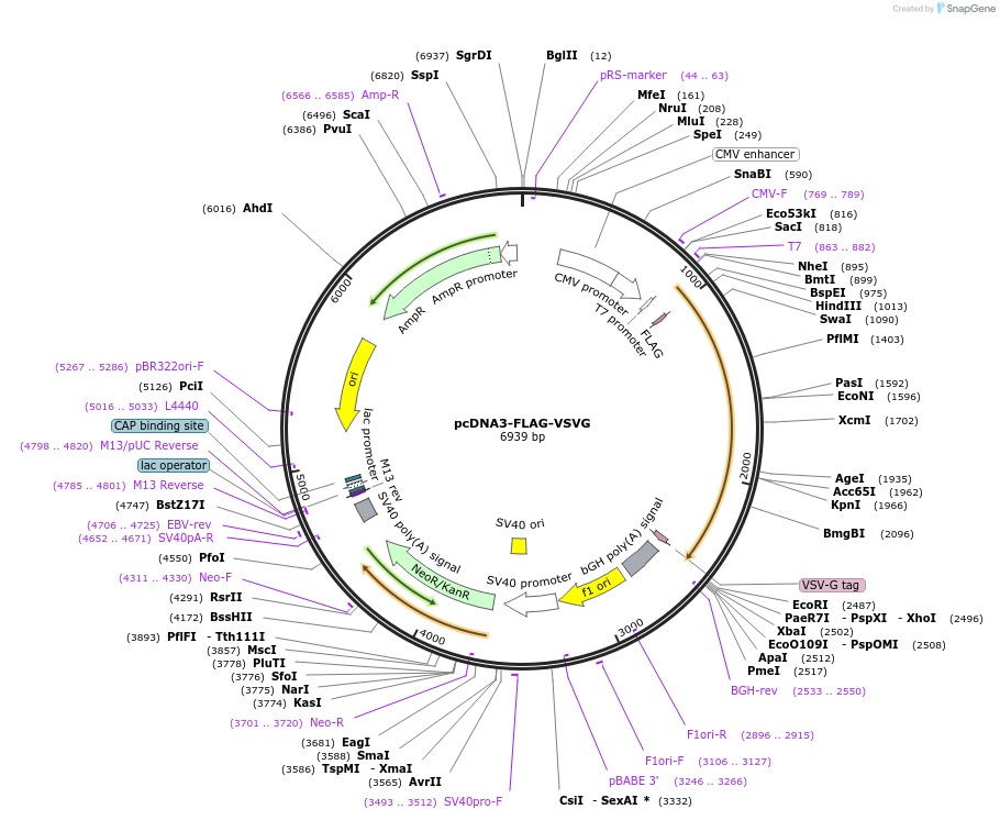 80606-plasmid-map-sequence-id-157302