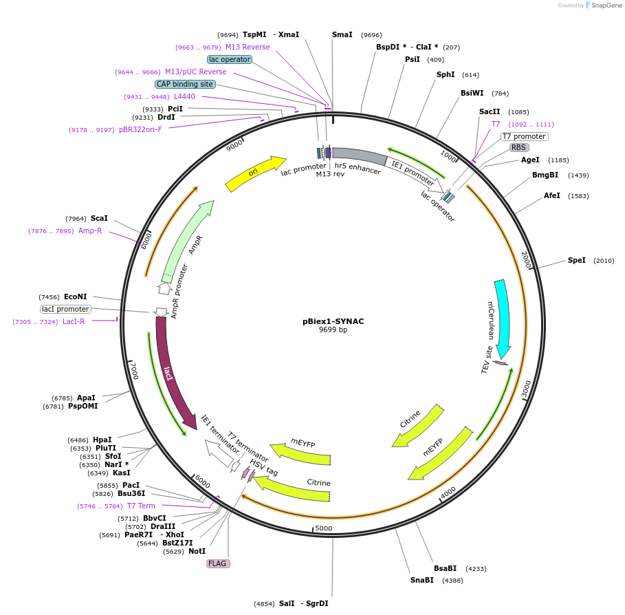 82710-plasmid-map-sequence-id-157312