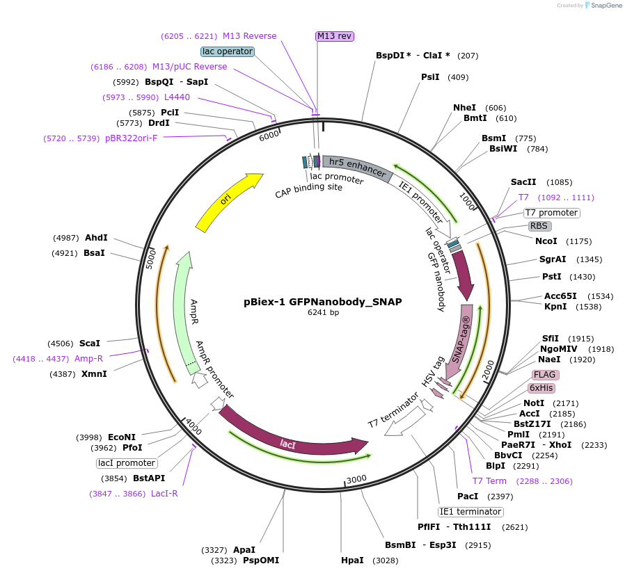 82711-plasmid-map-sequence-id-157316