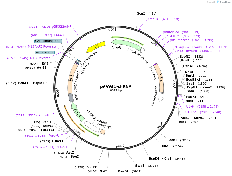 82697-plasmid-map-sequence-id-157348