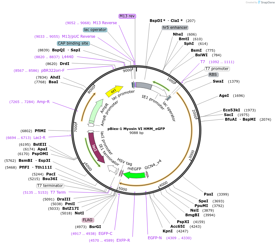 82714-plasmid-map-sequence-id-157358