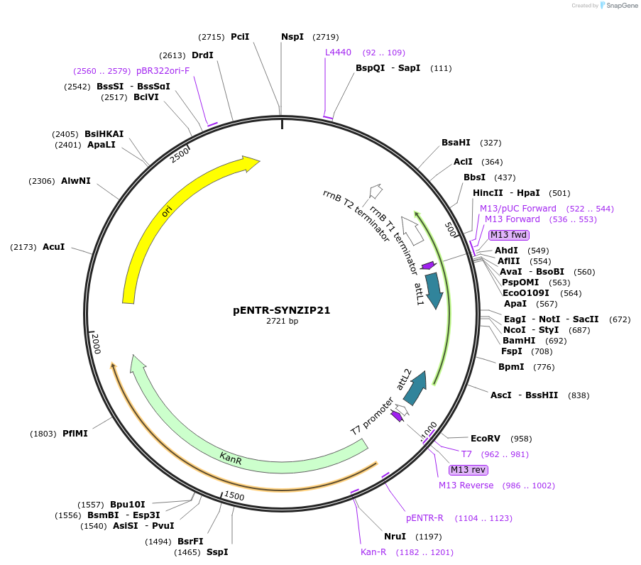 80675-plasmid-map-sequence-id-157363