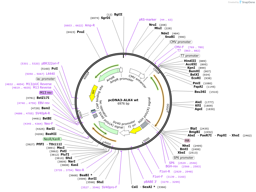 80879-plasmid-map-sequence-id-157371