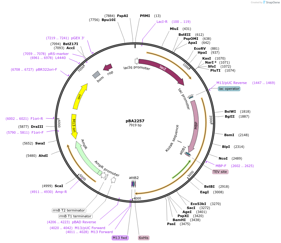 38151-plasmid-map-sequence-id-157755