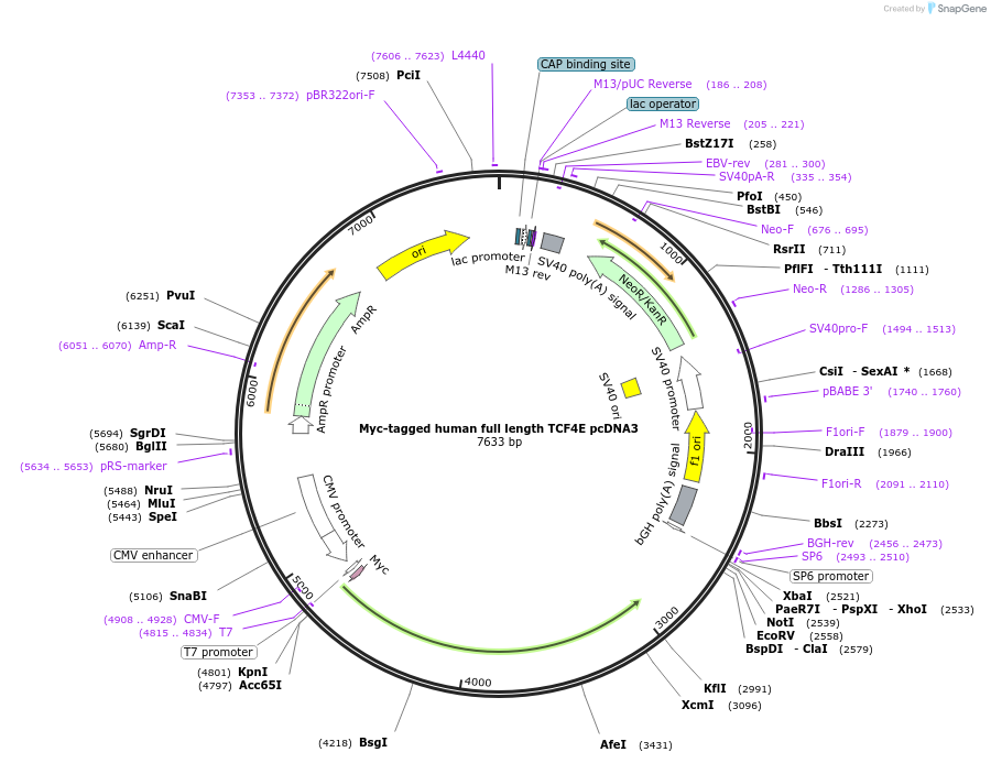 32738-plasmid-map-sequence-id-157847