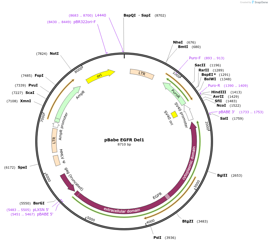 32062-plasmid-map-sequence-id-157856