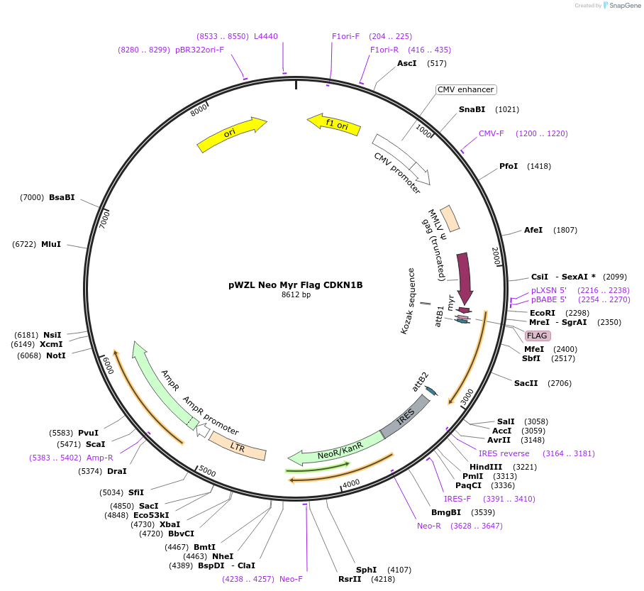 20420-plasmid-map-sequence-id-157860