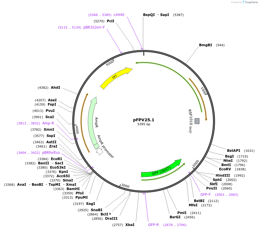 20668-plasmid-map-sequence-id-157861