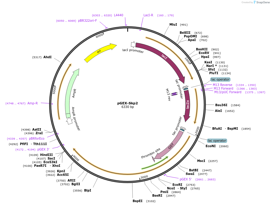19946-plasmid-map-sequence-id-157862