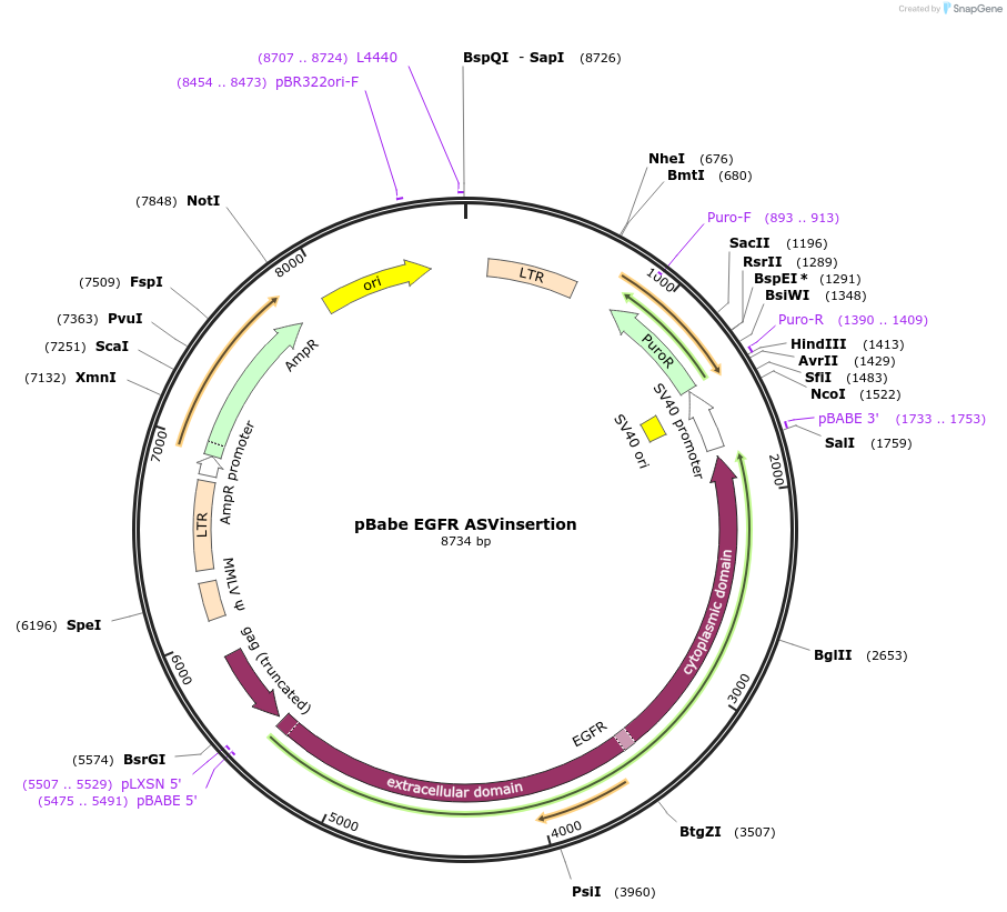 32066-plasmid-map-sequence-id-157864