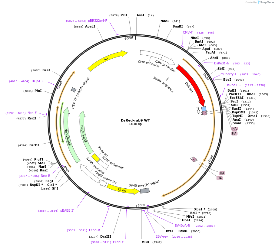 12677-plasmid-map-sequence-id-157882