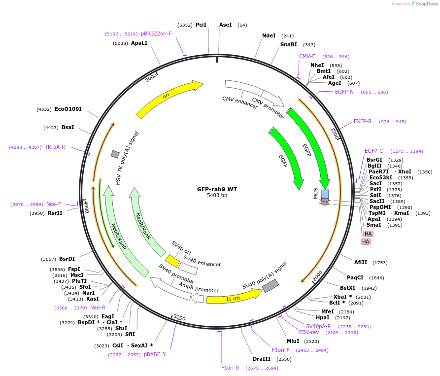 12663-plasmid-map-sequence-id-157885