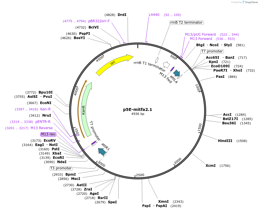 81234-plasmid-map-sequence-id-157888