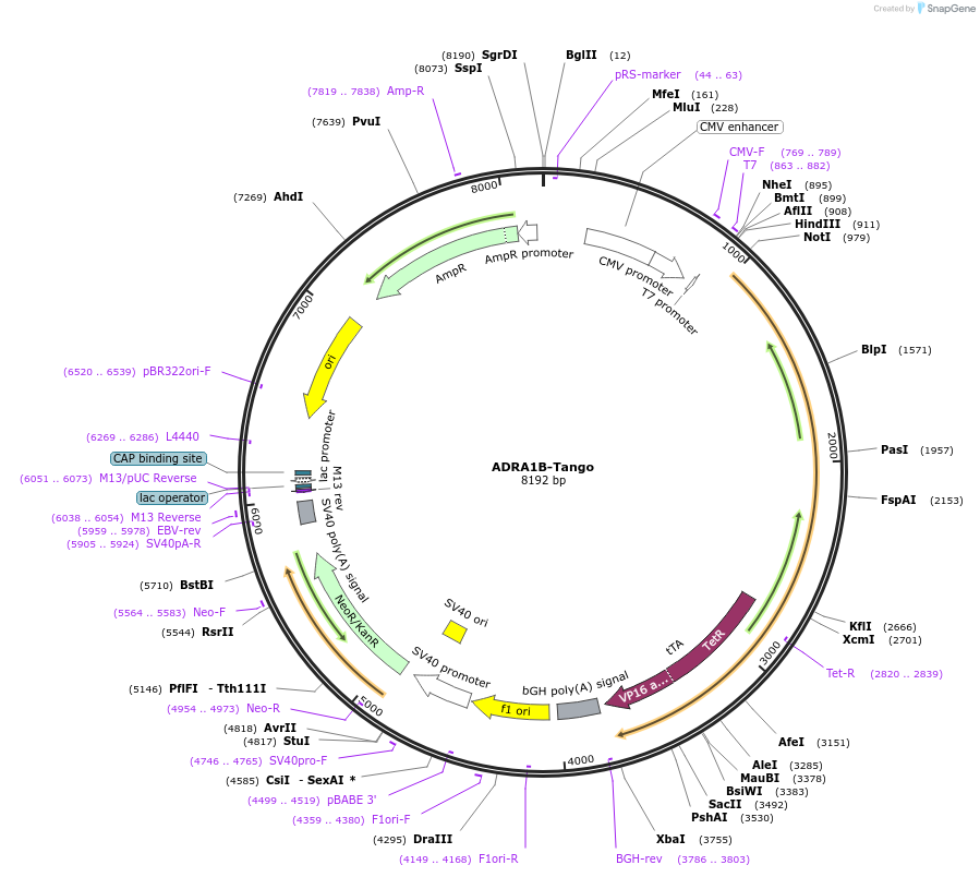 66214-plasmid-map-sequence-id-157894