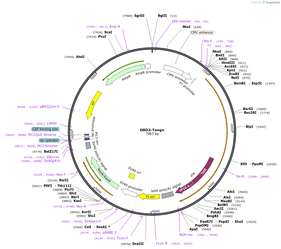 66269-plasmid-map-sequence-id-157899