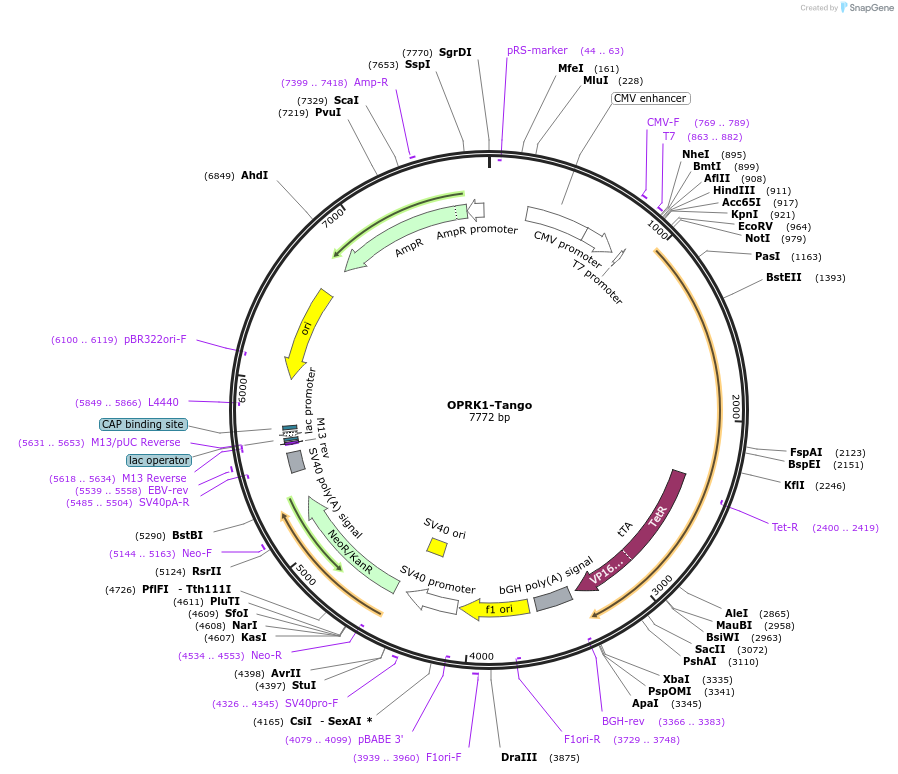 66462-plasmid-map-sequence-id-157905