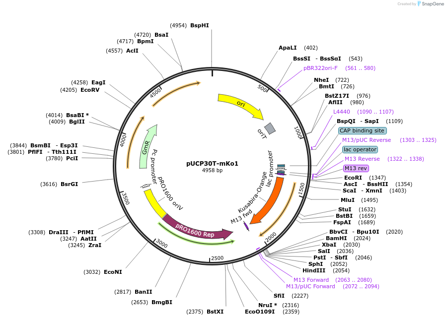 78477-plasmid-map-sequence-id-157911
