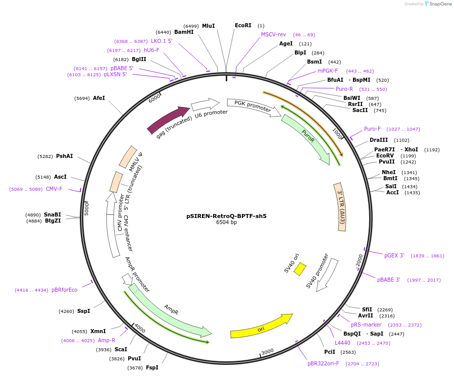 83045-plasmid-map-sequence-id-157972