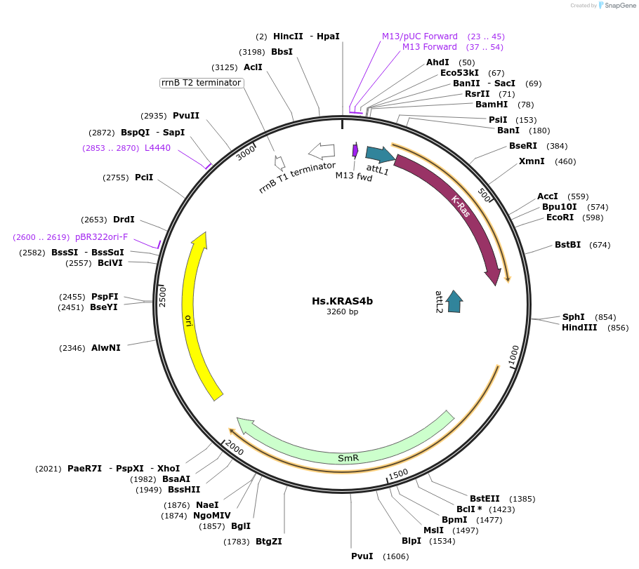 83129-plasmid-map-sequence-id-158092