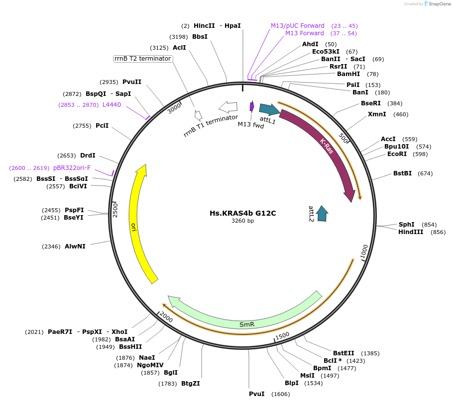 83130-plasmid-map-sequence-id-158093