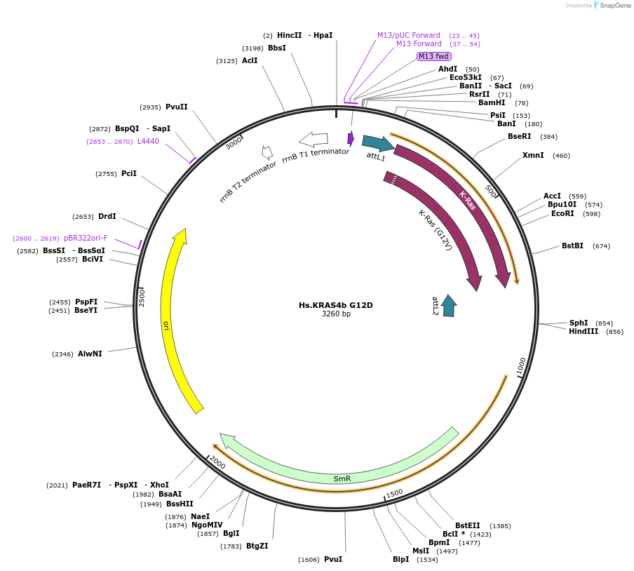 83131-plasmid-map-sequence-id-158094