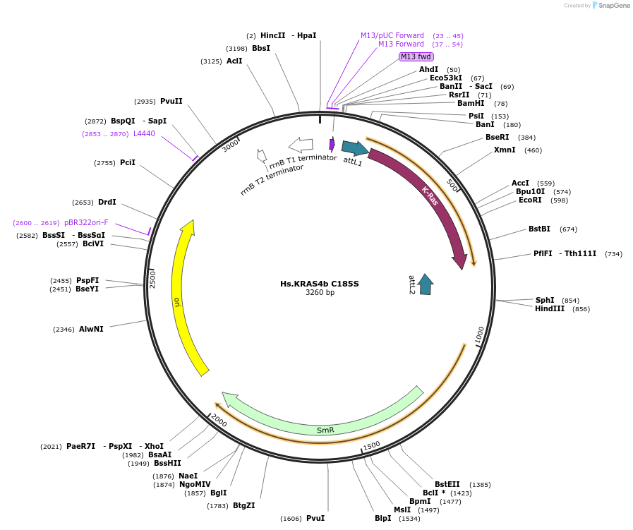 83139-plasmid-map-sequence-id-158102