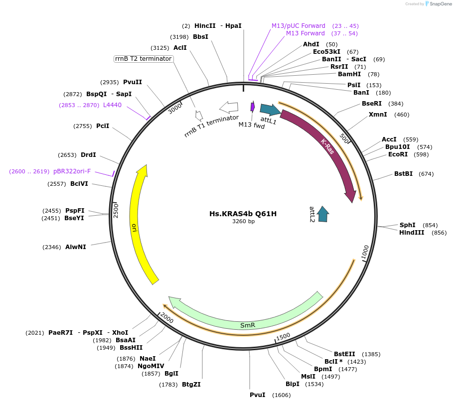 83140-plasmid-map-sequence-id-158103
