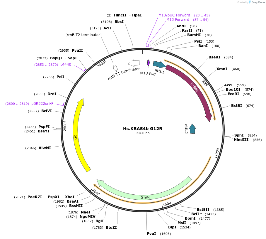 83143-plasmid-map-sequence-id-158106