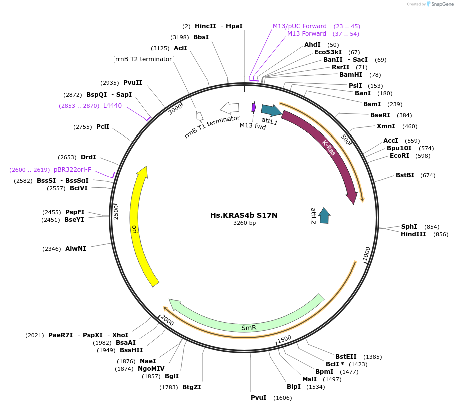 83156-plasmid-map-sequence-id-158119