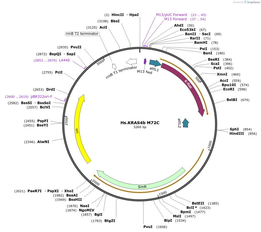 83160-plasmid-map-sequence-id-158123