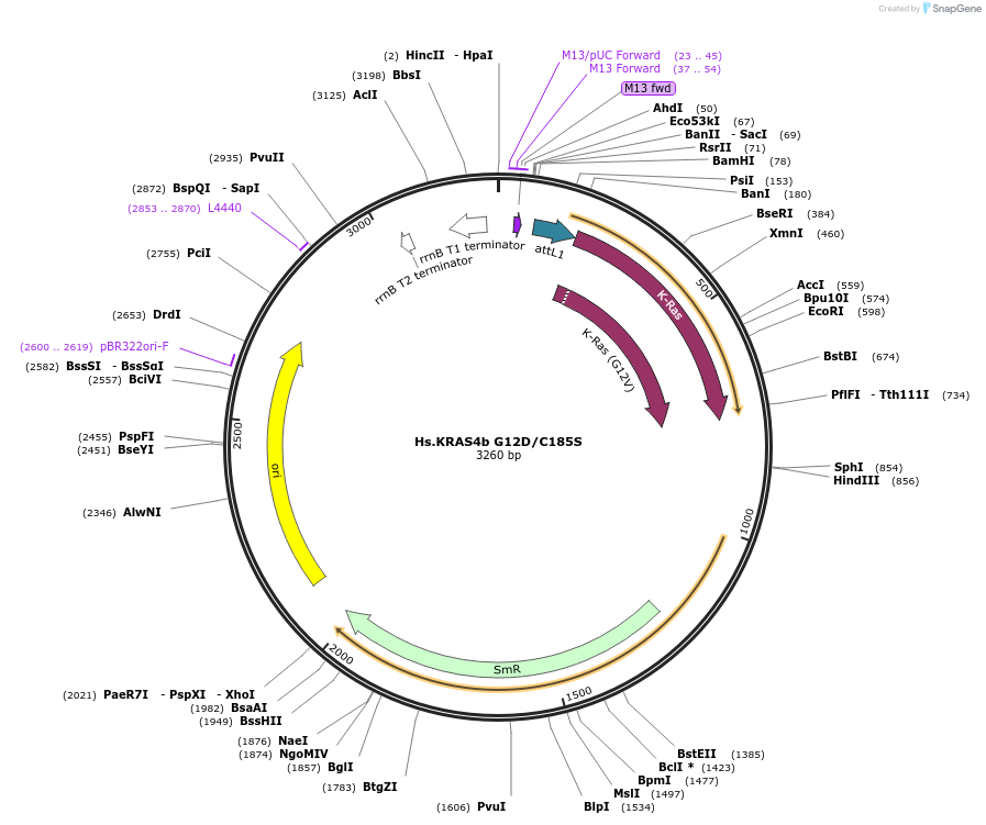 83165-plasmid-map-sequence-id-158128