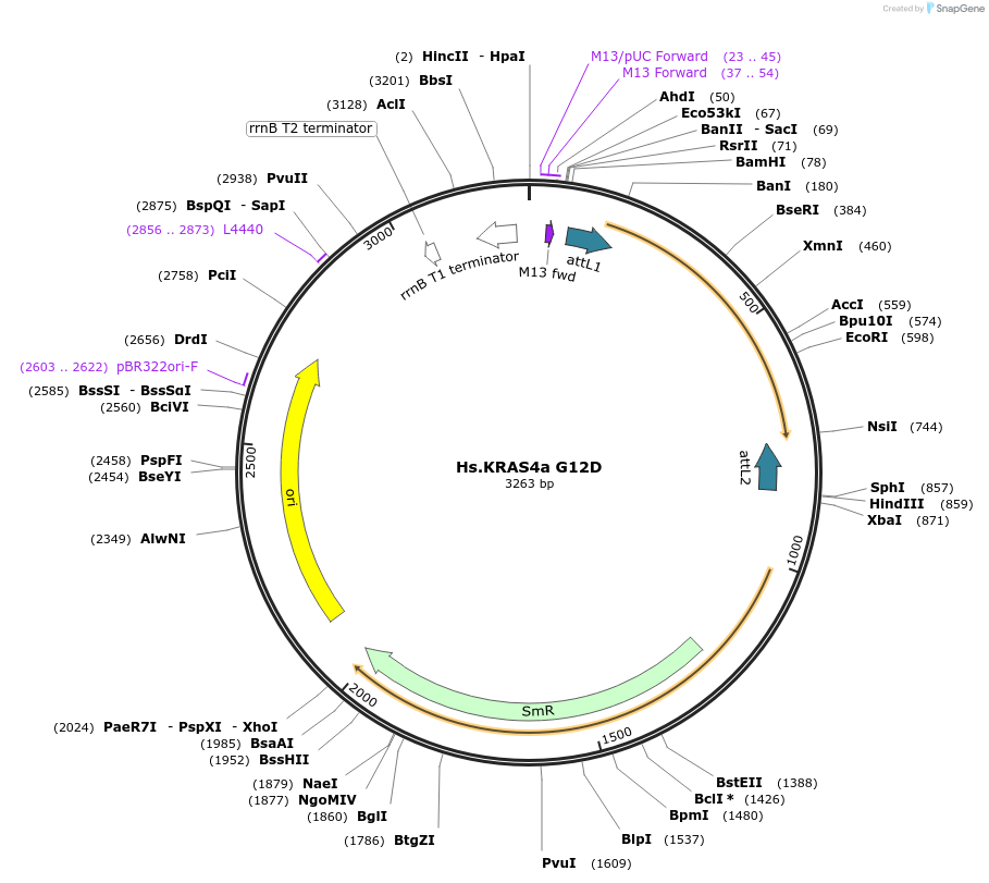 83168-plasmid-map-sequence-id-158131