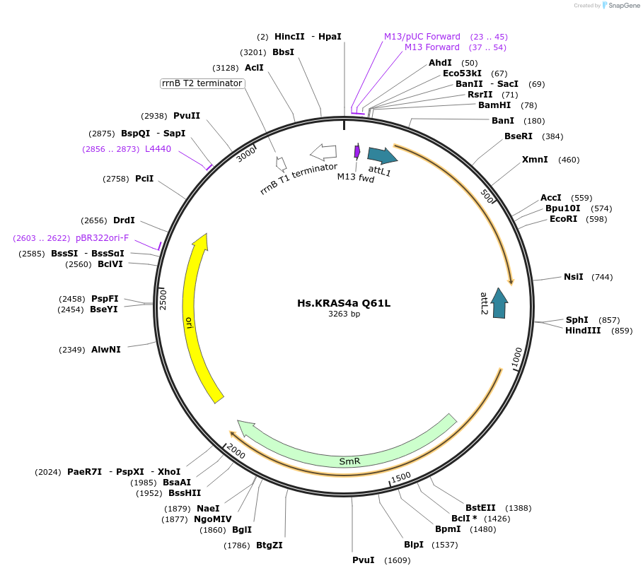 83171-plasmid-map-sequence-id-158134